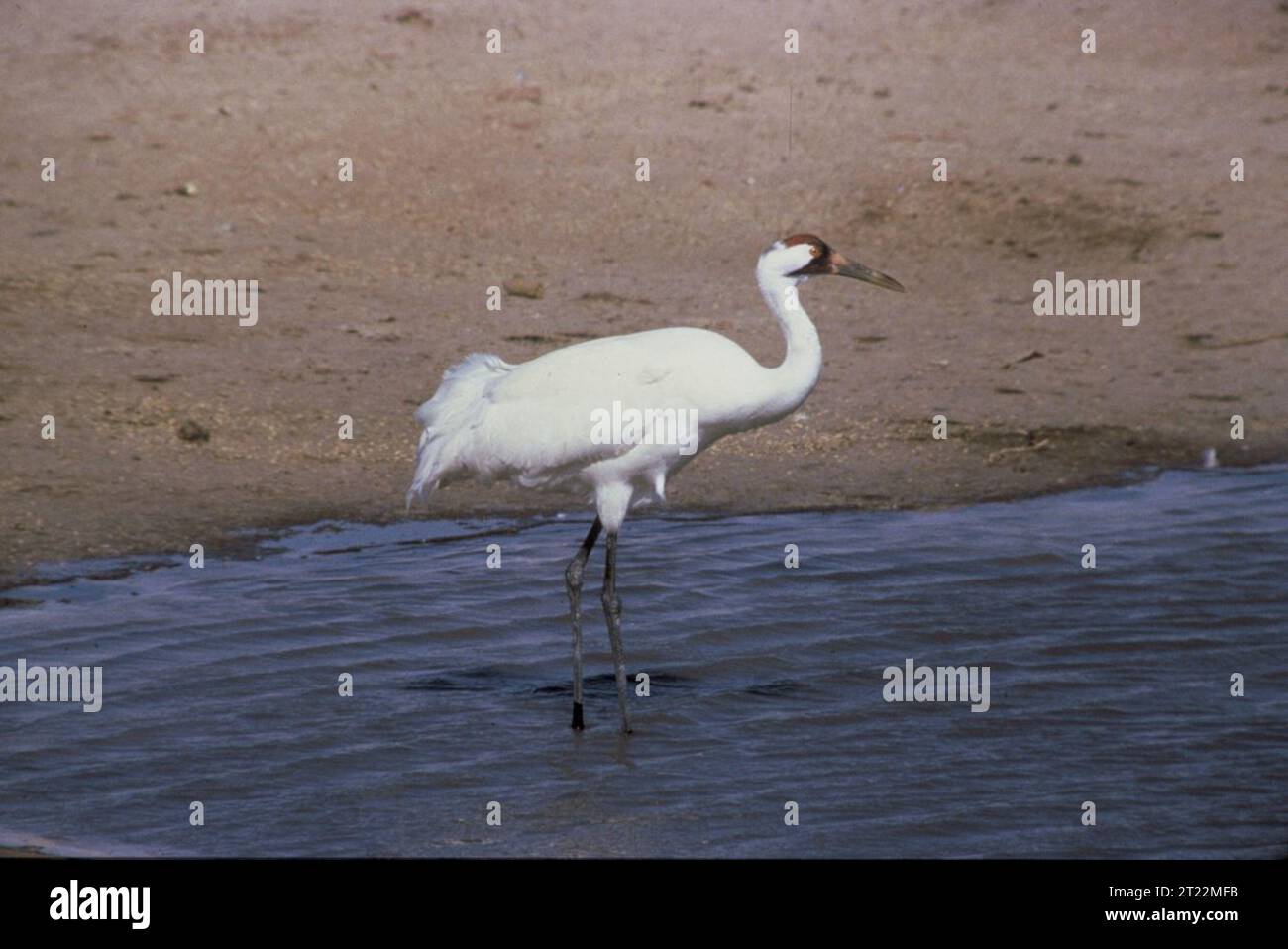 Ein Keuchkran (Grus americana) steht im flachen Feuchtwasser, einer der seltensten und höchsten Vogelarten Nordamerikas, bekannt für sein weißes Gefieder und die rote Krone. Stockfoto