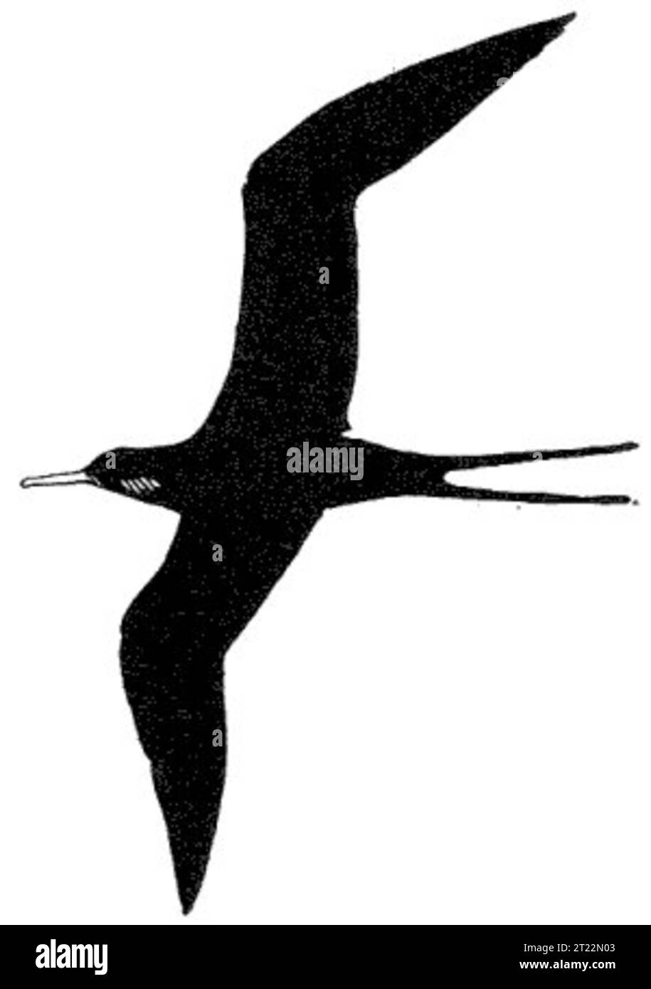 Ein Fregatebird, ein großer Meeresvogel, der für seine lange Flügelspanne und seine Jagdfähigkeiten in der Luft bekannt ist, ist in dieser Abbildung dargestellt. Fregatebirds sind in Küsten- und Inselgebieten zu finden, die oft über dem Meer fliegen. Stockfoto