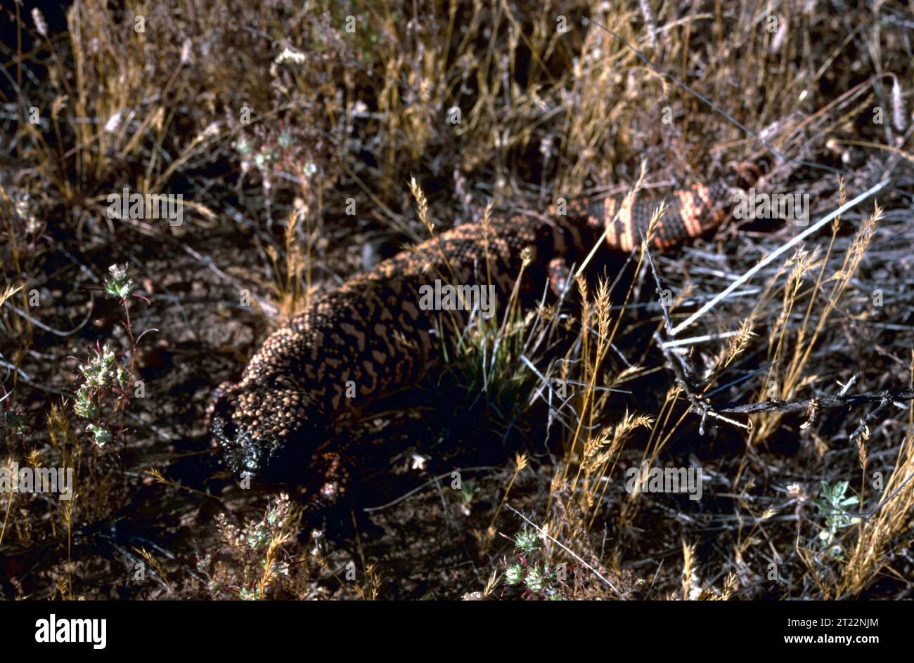 Das Gila Monster, ein giftiges Reptil, das im Südwesten der USA beheimatet ist, kommt in trockenen Regionen wie dem Buenos Aires National Wildlife Refuge in Arizona vor. Bekannt für sein auffälliges Aussehen und seine langsamen Bewegungen, ist sie eine der wenigen giftigen Eidechsen in Nordamerika. Stockfoto