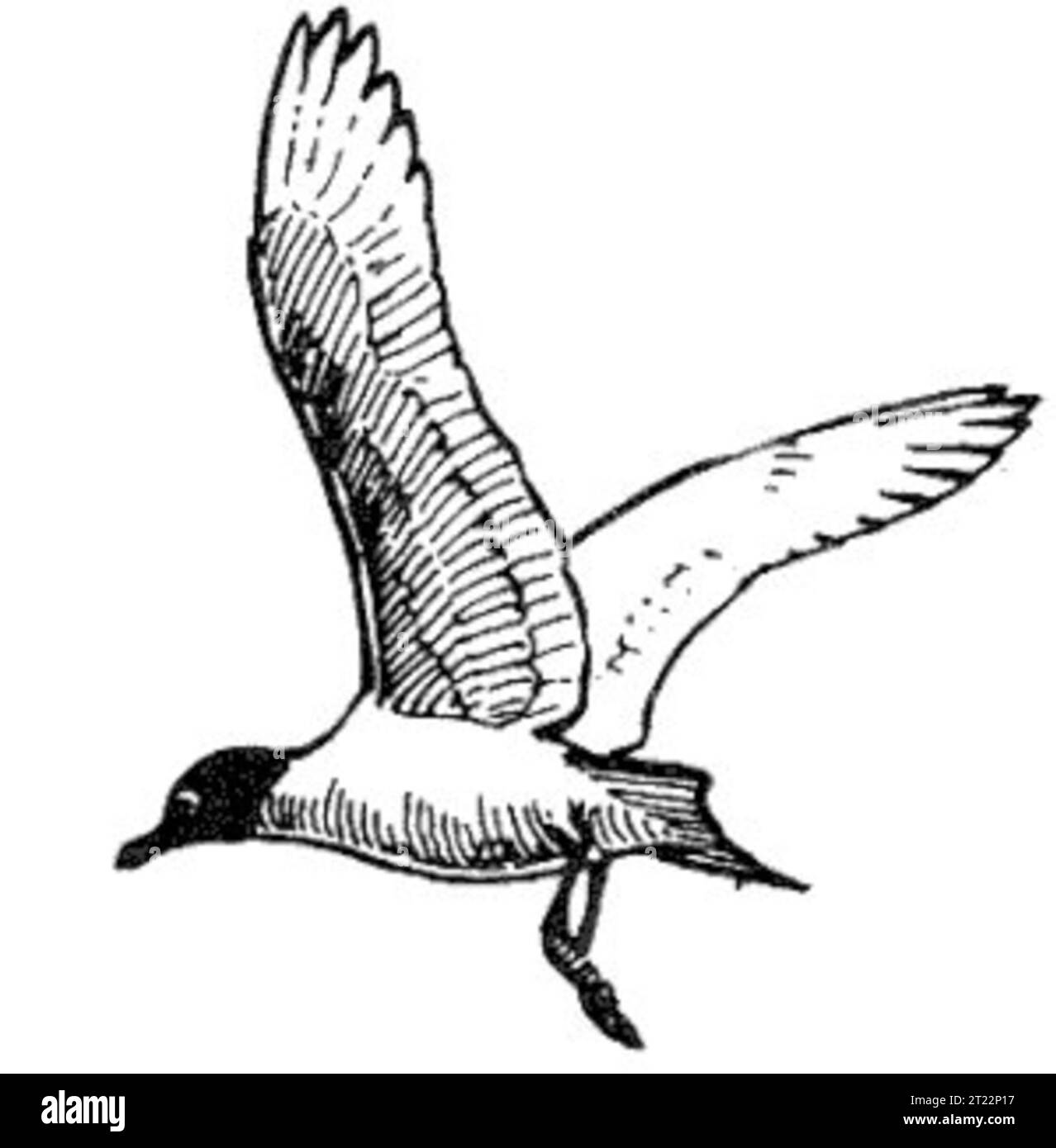 Die Franklinmöwe ist ein mittelgroßer Vogel, der in Nordamerika häufig vorkommt und für seinen schwarzen Kopf und seine weißen Flügelspitzen bekannt ist. Er wandert über weite Entfernungen und wird während der Brutsaison oft um Seen, Flüsse und Küstengebiete herum gesehen. Diese Art ist bekannt für ihre Flugmuster aus der Luft, die oft auf der Jagd nach Nahrung in die Höhe fliegen. Stockfoto