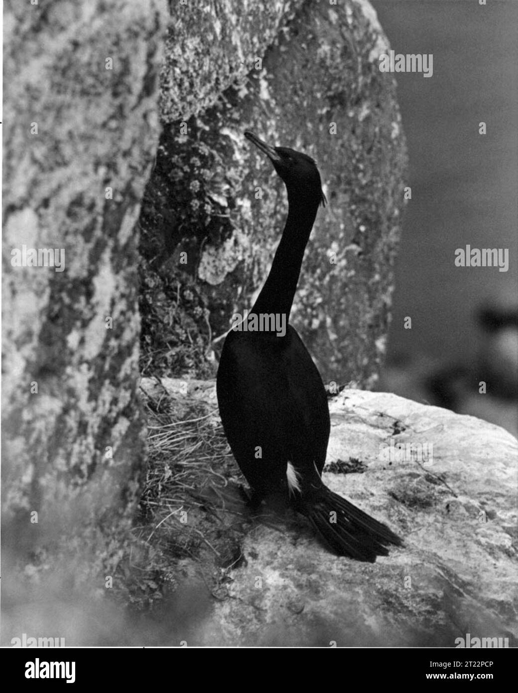 Auf der Nunivak Island, im Yukon Delta National Wildlife Refuge, wird ein Kormoran fotografiert. Dieses Gebiet ist bekannt für seine bedeutenden Vogelpopulationen und die vielfältige Tierwelt. Zu den Themen gehören Meeresvögel, Kormorane und Wildschutzgebiete. Stockfoto