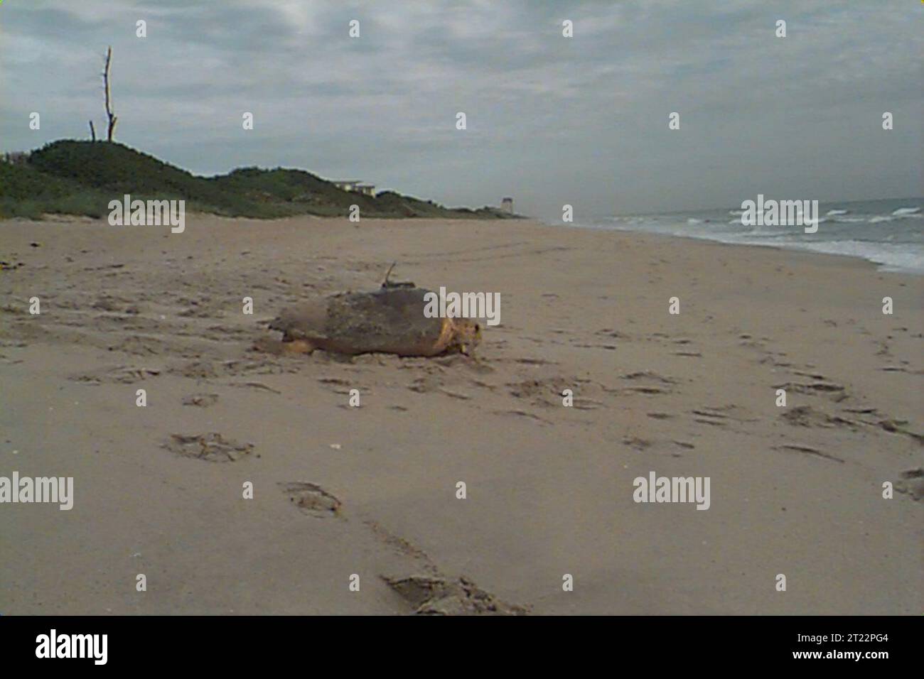 Karettschildkröte mit Satellitensender im Archi Carr National Wildlife Refuge, FL. Beschreibung: Satellitenmarkierung Meeresschildkröte Recovery Beach NOAA Caribbean Conservation Corporation http://southeast.fws.gov/news/1999/r99-084.html University of Central Florida Karen Frutchey Sandy MacPherson, nationaler Meeresschildkrötenkoordinator für die U.S. Fish a. Subjekte: Schildkröten; Unechte Meeresschildkröten; Unechte Meeresschildkröte mit Satellitensender. Stockfoto