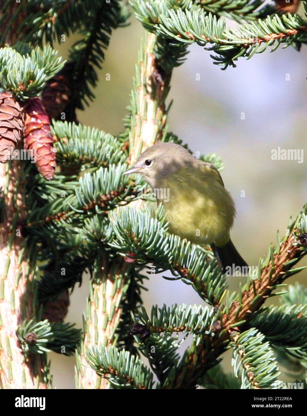 Der orangengekrönte Warbler ist ein kleiner Zugvogel, der im Westen Nordamerikas häufig vorkommt. Sie ist bekannt für ihre olivgrünen Federn und die dezente orangefarbene Krone, die nur bei bestimmten Lichtverhältnissen sichtbar ist. Sie besiedelt typischerweise Sträucher, Wälder und Uferzonen. Stockfoto