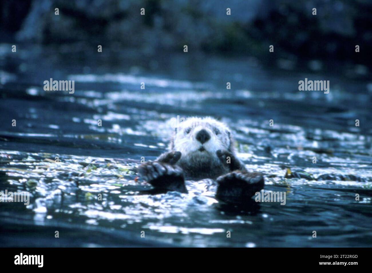 Ein Sea Otter schwimmt im Wasser und zeigt sein natürliches Verhalten. Der Seeotter ist bekannt für seine Verwendung von Werkzeugen wie Felsen, um Muscheln aufzubrechen. Er ist eine wichtige Art in den Ökosystemen des Seetangwaldes. Sie sind sehr sozial und verbringen einen Großteil ihrer Zeit im Wasser. Stockfoto