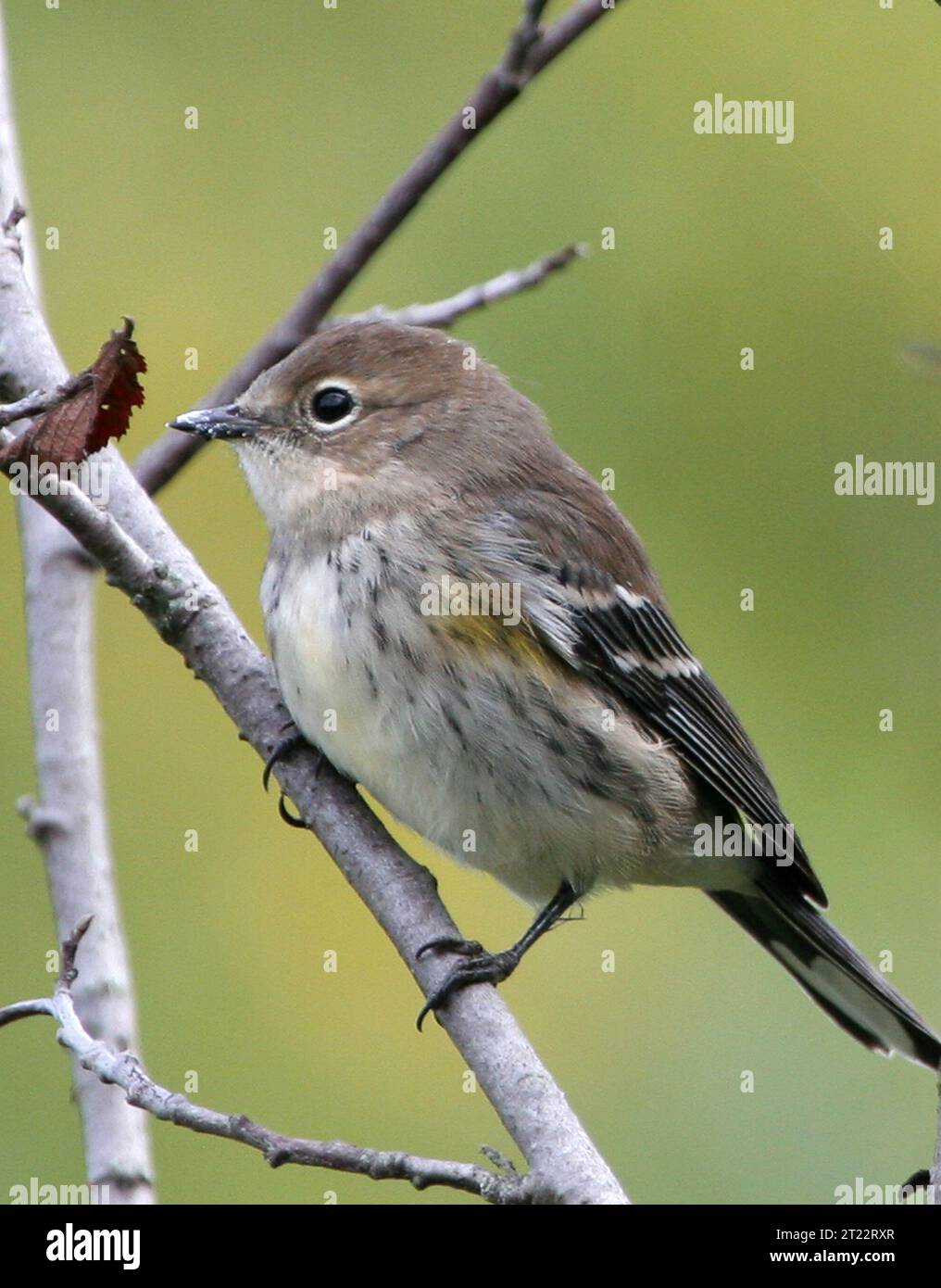 Der Gelbrumpf Warbler ist ein kleiner Zugvogel, der in einer Vielzahl von Lebensräumen in ganz Nordamerika zu finden ist. Bekannt für seine charakteristischen gelben Markierungen auf dem Rumpf und den Seiten, wandert dieser Grasfänger saisonal zwischen Brutgebieten und Überwinterungsgebieten. Sie wird häufig in Wäldern und Sträuchern beobachtet. Stockfoto