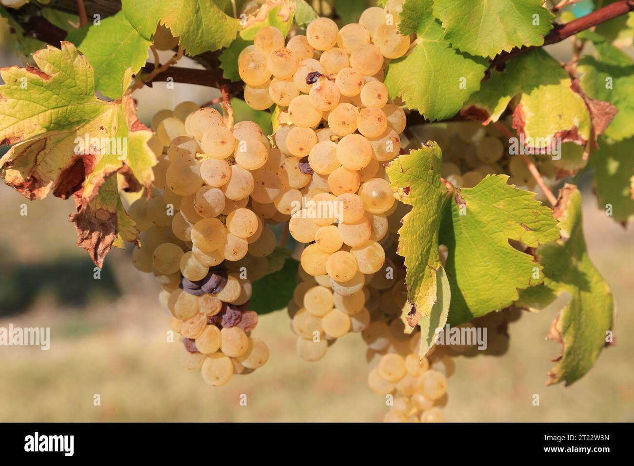 Monbazillac. Traubenbündel mit Beginn der Edelfäule (Botrytis cinerea) Reifezeichen für die Ernte in den Reben und Weinbergen von Monbazi Stockfoto