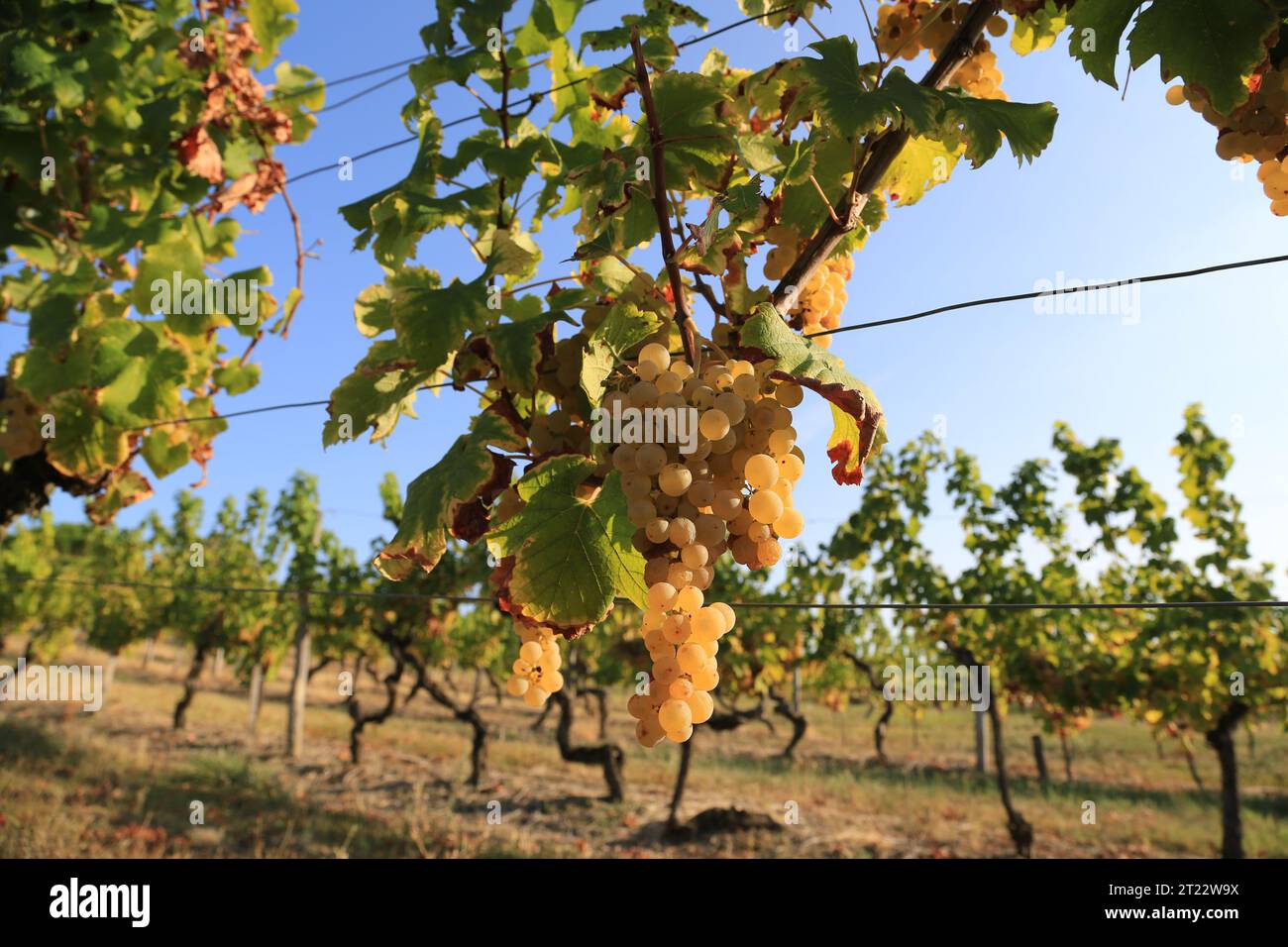 Monbazillac. Traubenbündel mit Beginn der Edelfäule (Botrytis cinerea) Reifezeichen für die Ernte in den Reben und Weinbergen von Monbazi Stockfoto