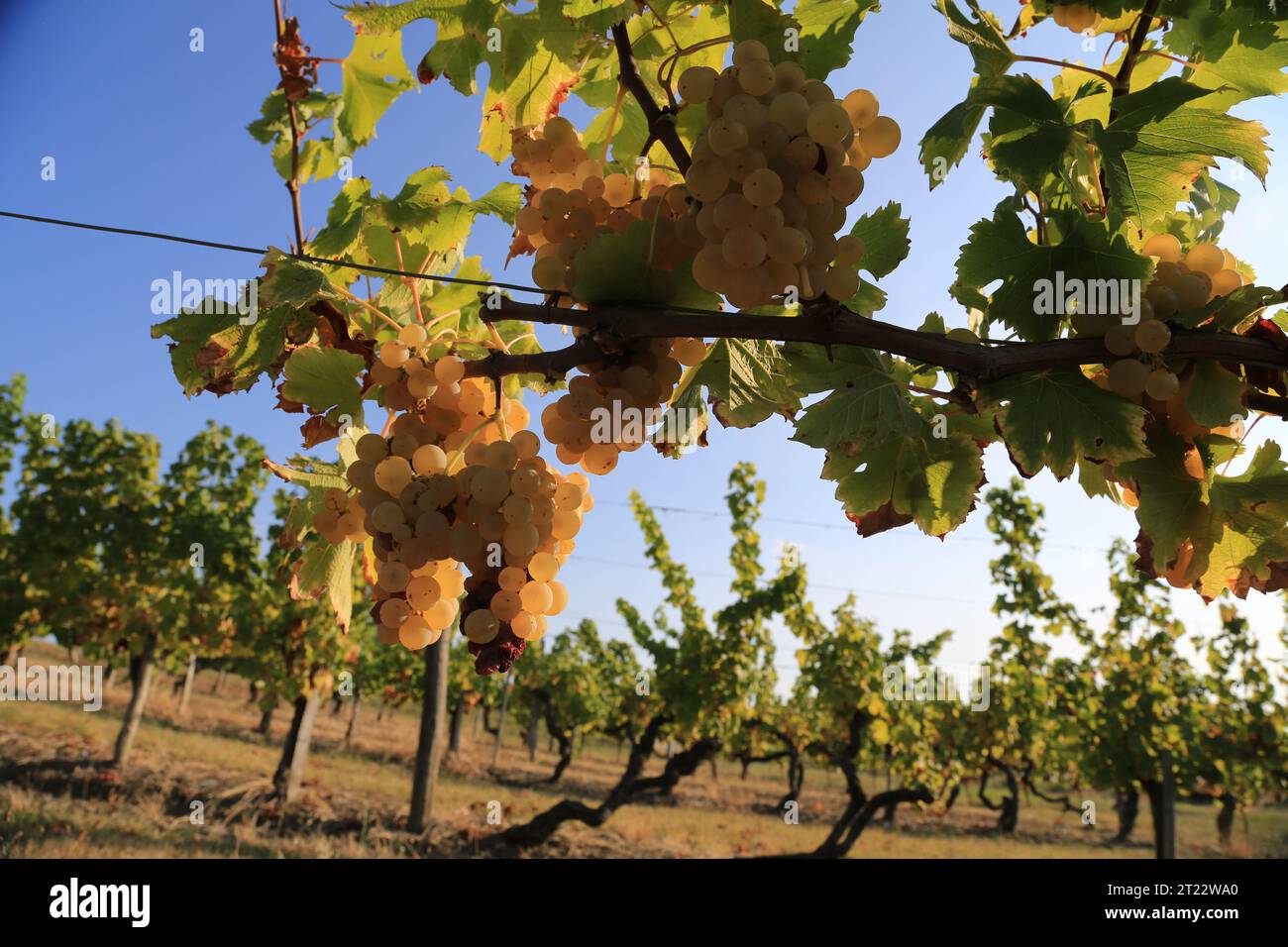 Monbazillac. Traubenbündel mit Beginn der Edelfäule (Botrytis cinerea) Reifezeichen für die Ernte in den Reben und Weinbergen von Monbazi Stockfoto