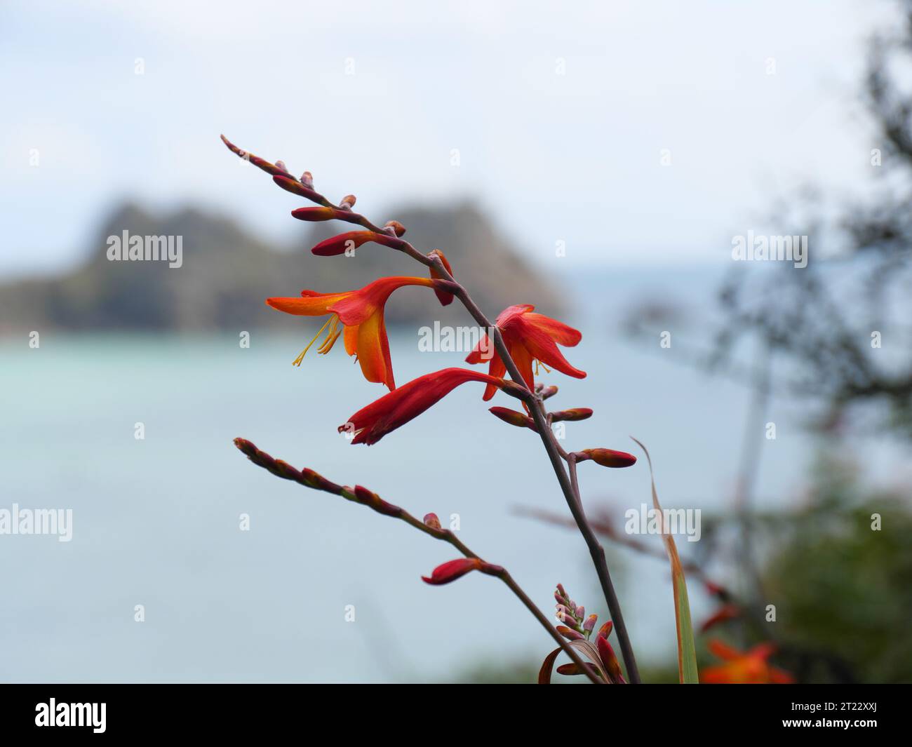 Orange blühende Montbretia Crocosmia in Küstenvegetation nahe Porthcurno Cornwall England mit einer Insel im Hintergrund Stockfoto