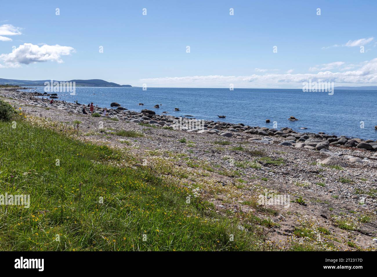 Kolonie von Robben, die sich auf den Felsen sonnen, Isle of Arran, Firth of Clyde, Schottland, Großbritannien Stockfoto