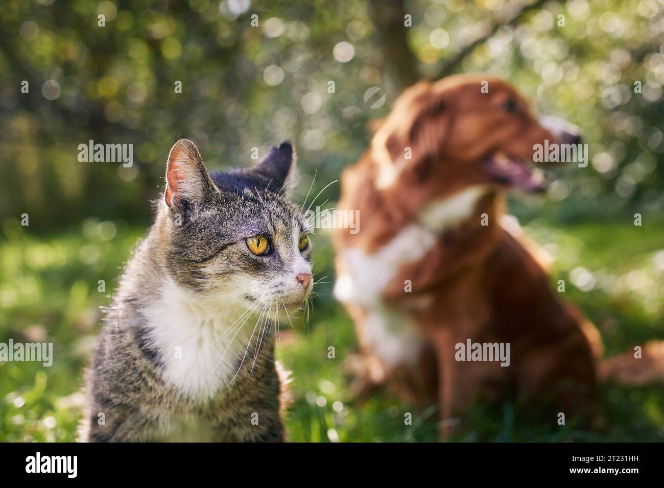Katze und Hund sitzen zusammen im Gras an sonnigen Tagen. Freundschaft zwischen Tabby Hauskatze und Nova Scotia Duck Tolling Retriever. Stockfoto