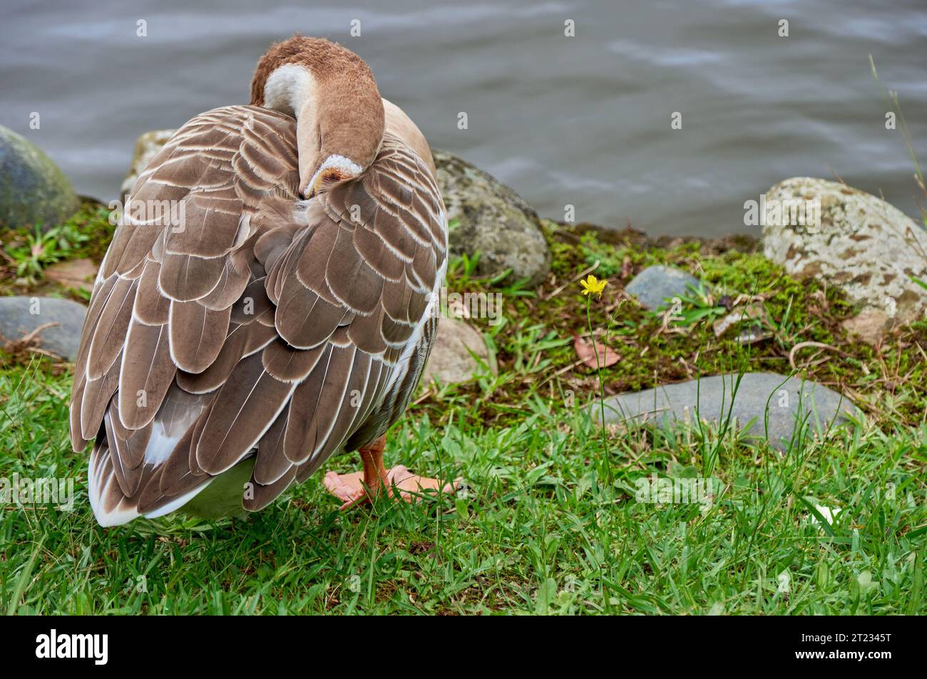 Braune Gans schlafend Stockfoto