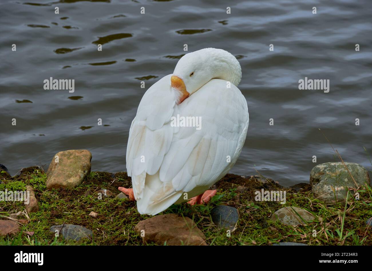 Weiße Gans schlafend Stockfoto