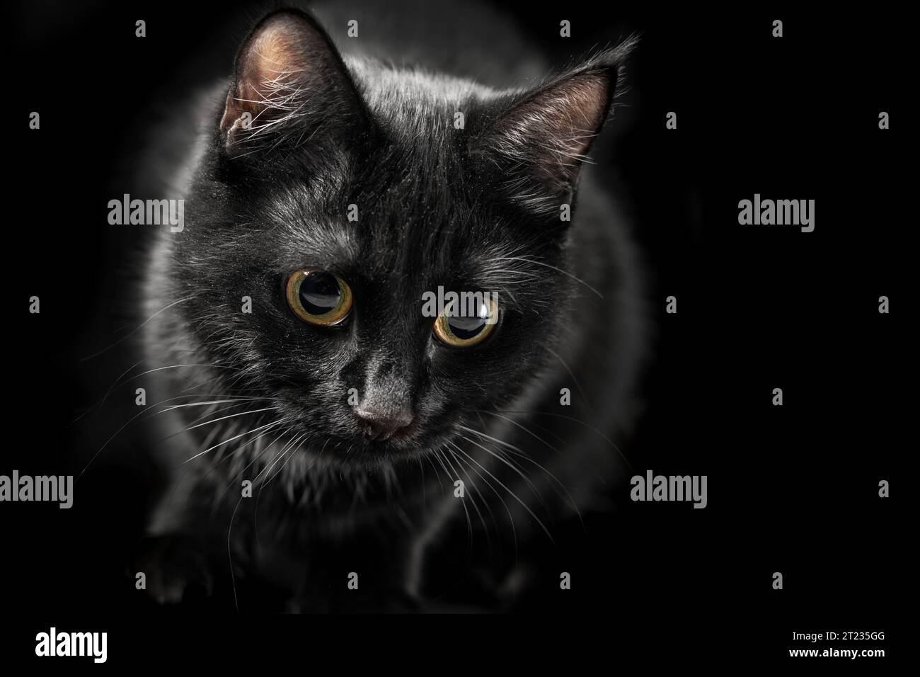 Schwarze Katze mit grünen Augen, die auf schwarzem Hintergrund in die Kamera schaut Stockfoto