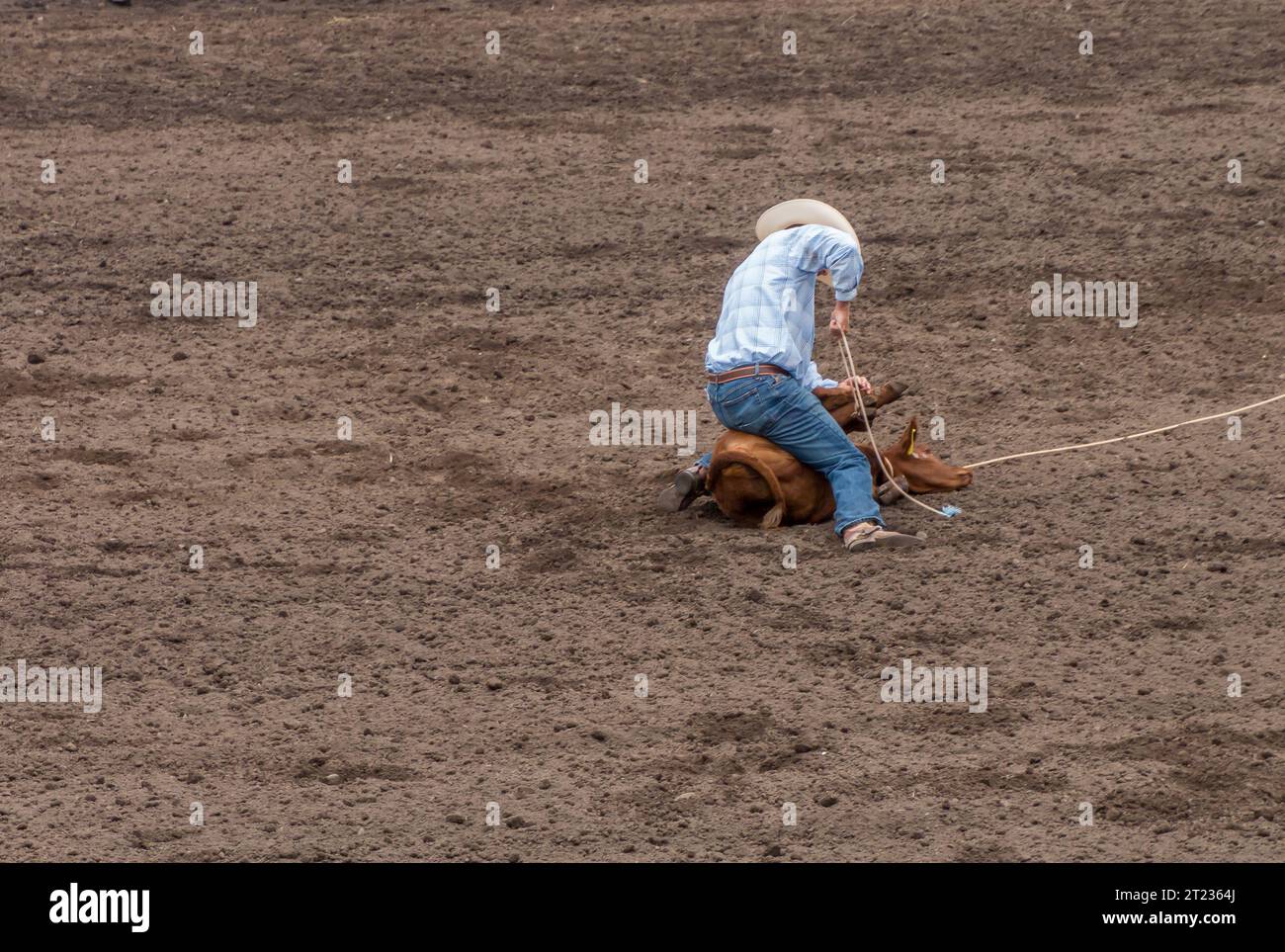 Ein Cowboy bei einem Rodeo hat ein Kalb geschnürt und seine Beine zusammengebunden. Und ein Kalbsseilwettbewerb. Die Arena ist Dreck. Das Kalb ist braun. Der Cowboy trägt B Stockfoto