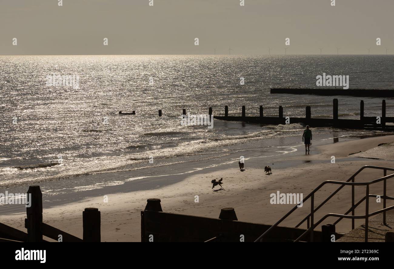 Hunde jagen, trainieren und laufen am Strand entlang mit glitzerndem Meer. Stockfoto