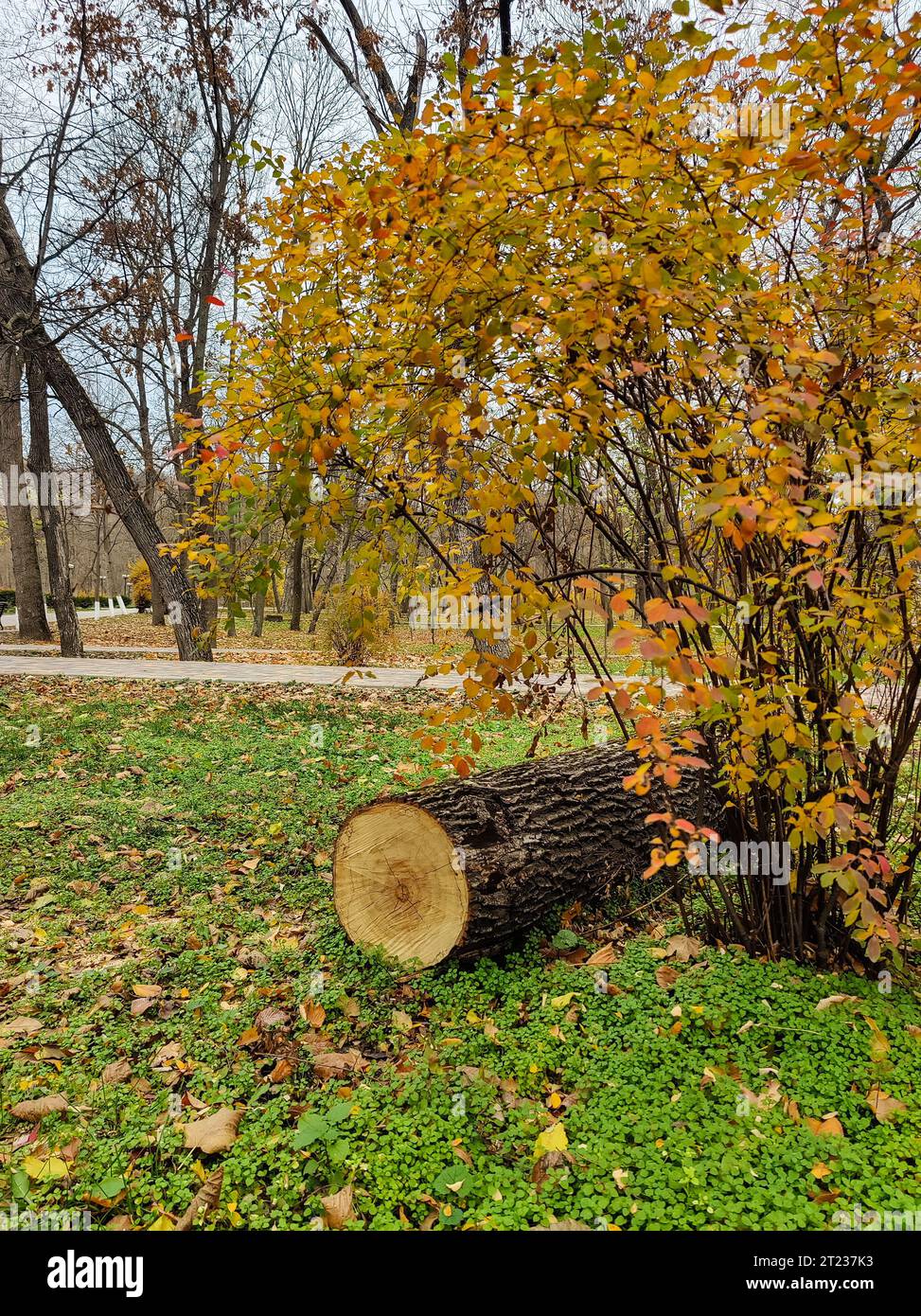 Ein langer Baumstamm eines abgeholzten alten Baumes liegt auf dem Boden in der Nähe eines Busches im Park. Die Herstellung von Holz zum Zerkleinern von Brennholz. Farbenfrohe Landschaft. Wählen Sie Stockfoto