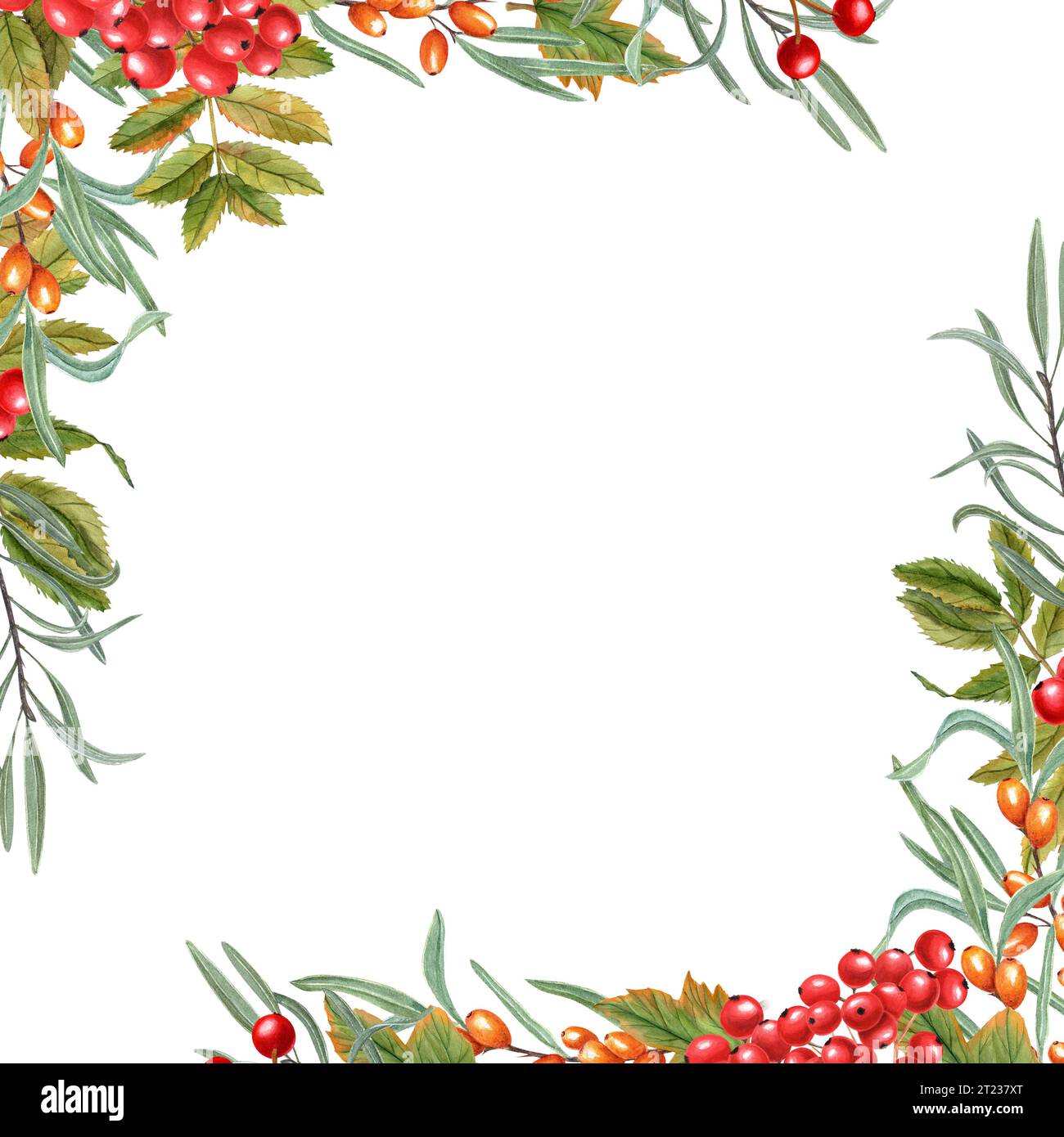Quadratischer Rahmen mit bunten Herbstblättern, Sanddorn, Viburnum-Beeren, vogelbeeren. Aquarellabbildung von Blattprägungen. Stockfoto