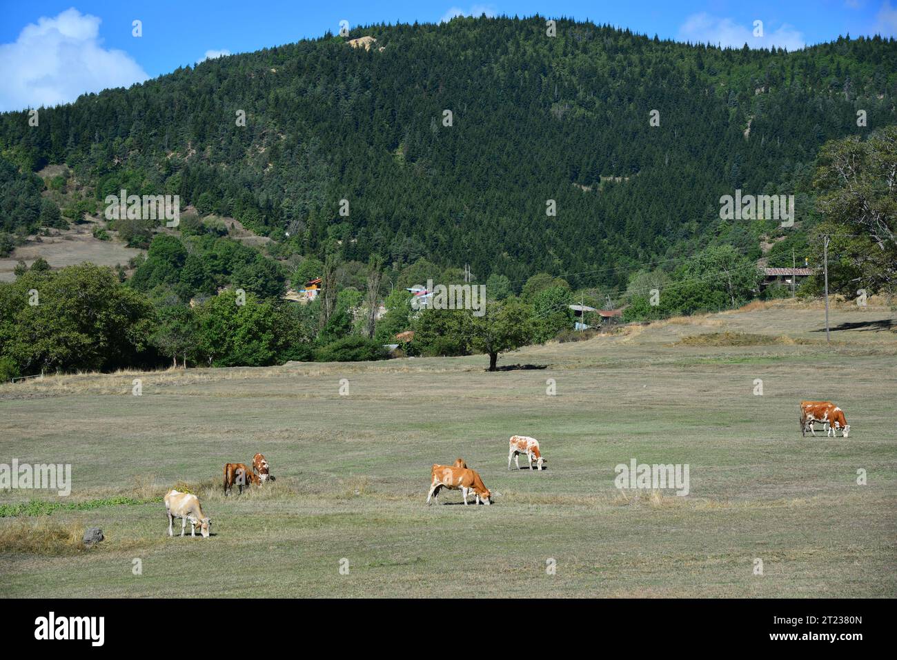 Tiere, die in ländlichen Gebieten in Savsat, Artvin, Türkei weiden. Stockfoto