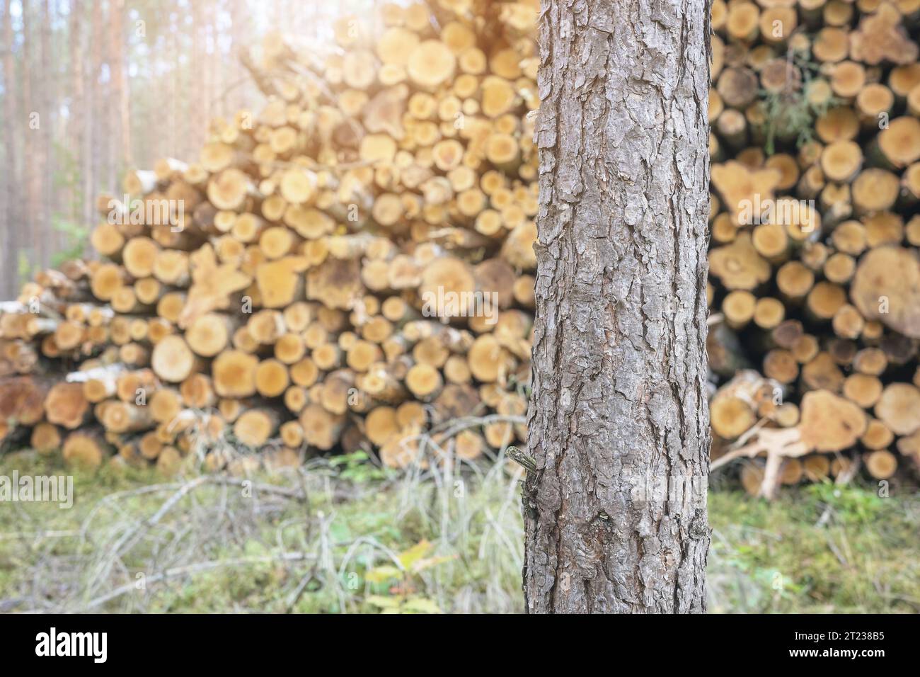 Nahaufnahme eines Baumstamms mit abgeschnittenen Bäumen im Hintergrund, selektiver Fokus. Stockfoto