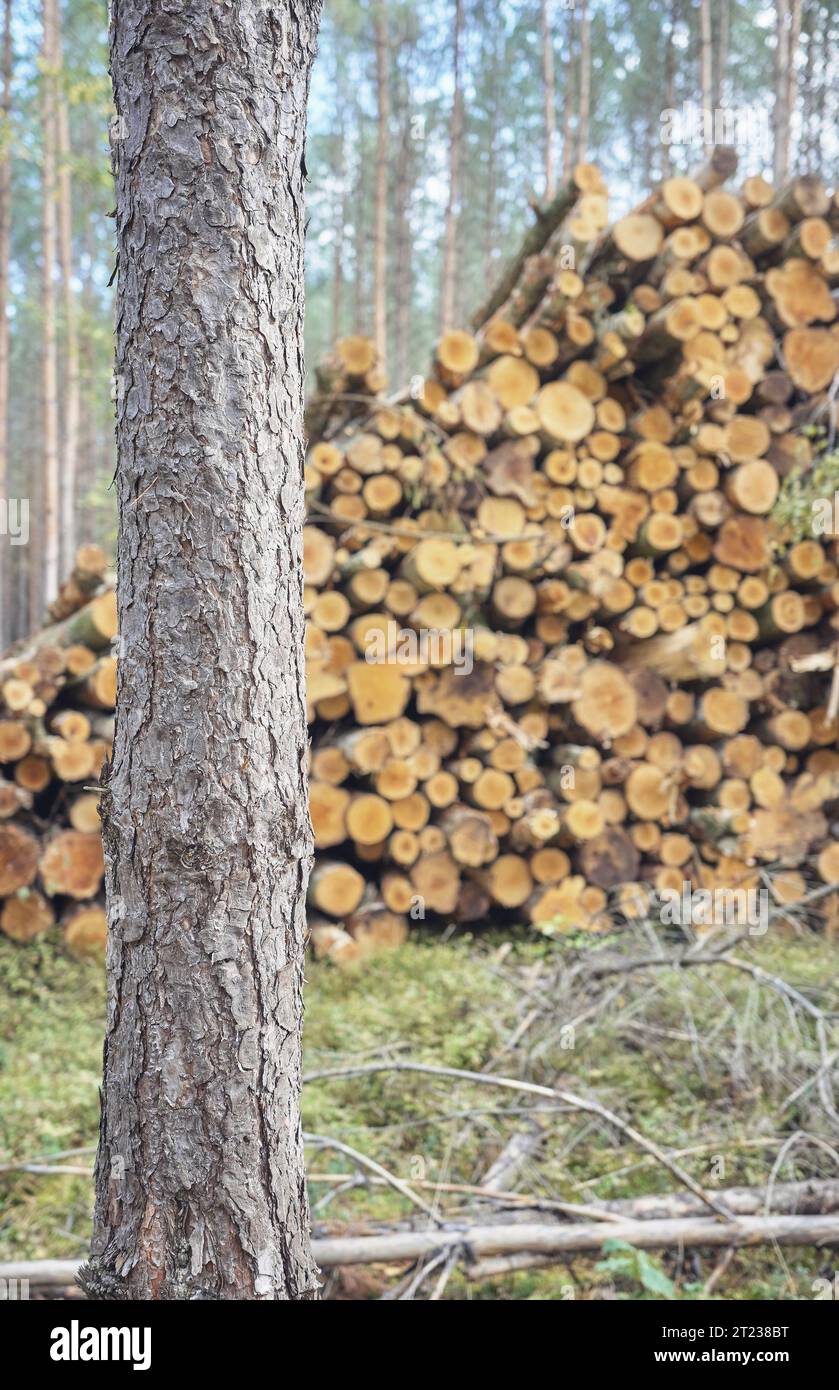 Nahaufnahme eines Baumstamms mit abgeschnittenen Bäumen im Hintergrund, selektiver Fokus. Stockfoto
