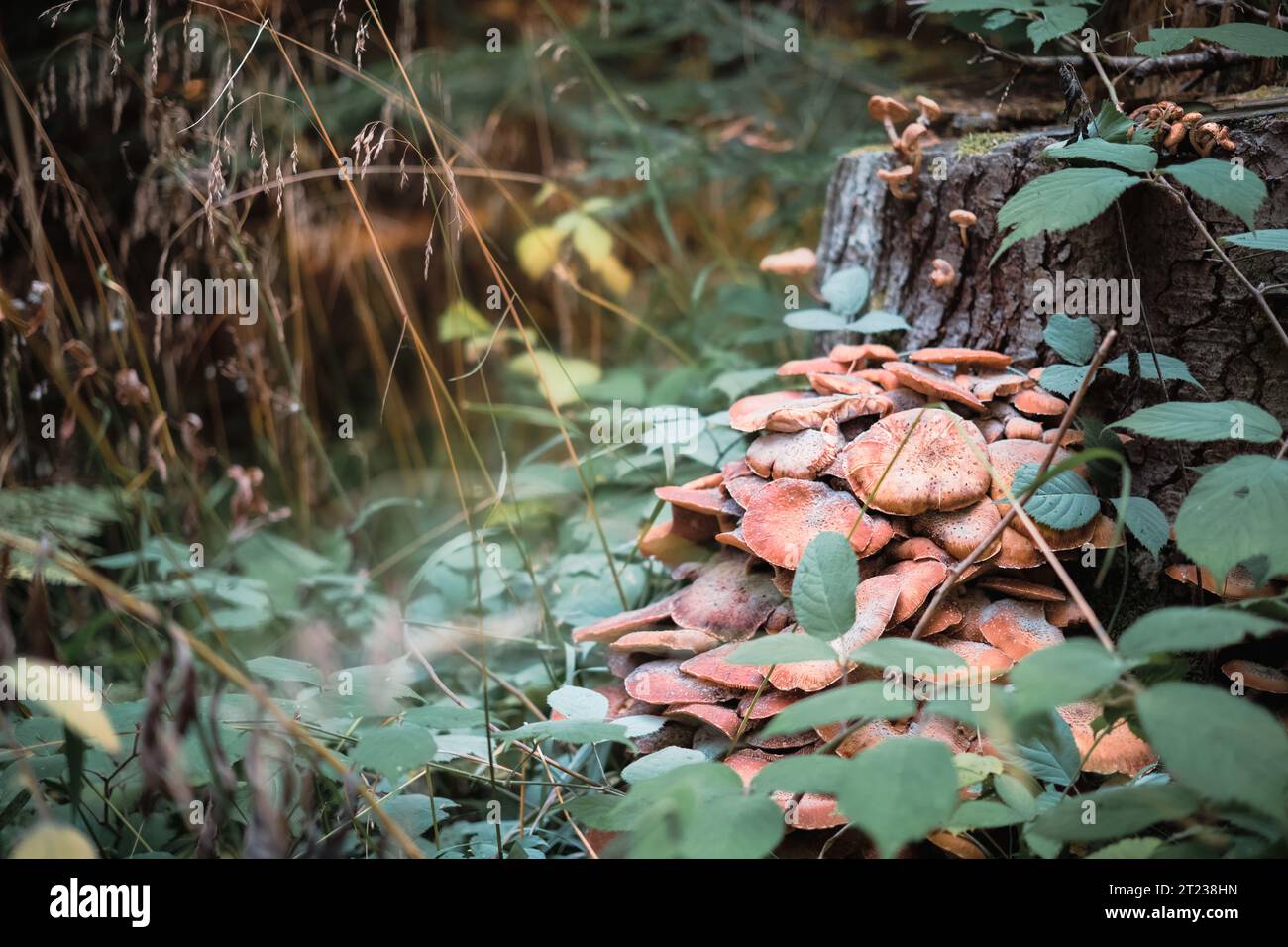 Herbsthonigpilze wachsen auf alten Fichtenstümpfen, Jahreszeiten wechseln, Idee für eine Postkarte oder ein Poster mit Waldgeschenken mit freiem Platz. Einladungen für Stockfoto