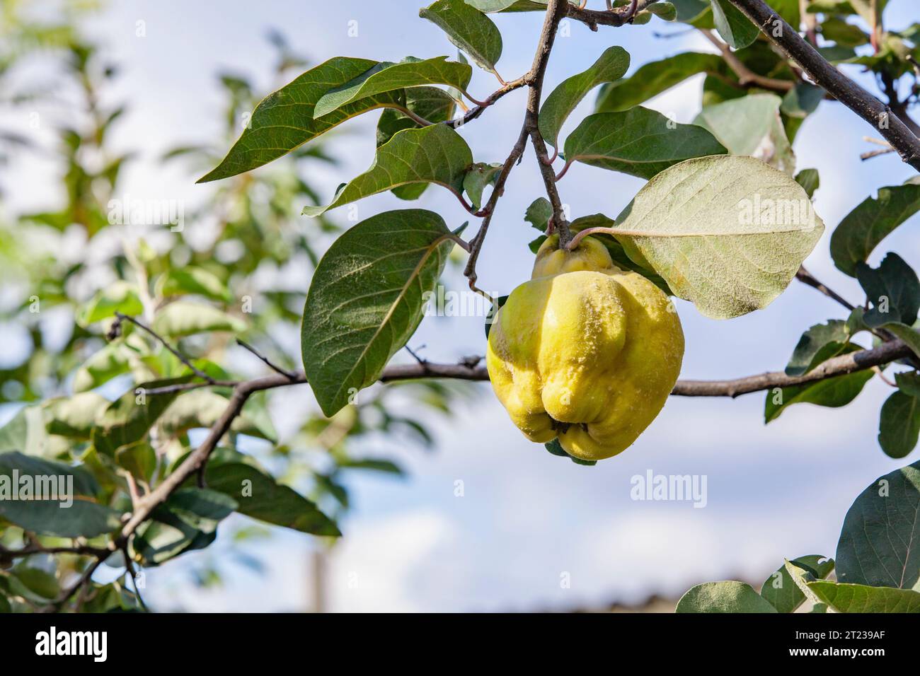 Reife Quitte auf einem Baumzweig an einem sonnigen Tag. Nahaufnahme. Kopierbereich. Gartenernte. Stockfoto