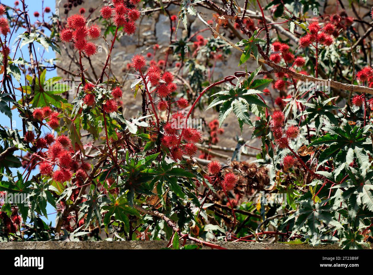 Rote, stachelige Frucht - Rambutan - (Nephelum lappaceum) reift auf einem Baum, Tilos, Griechenland. Stockfoto