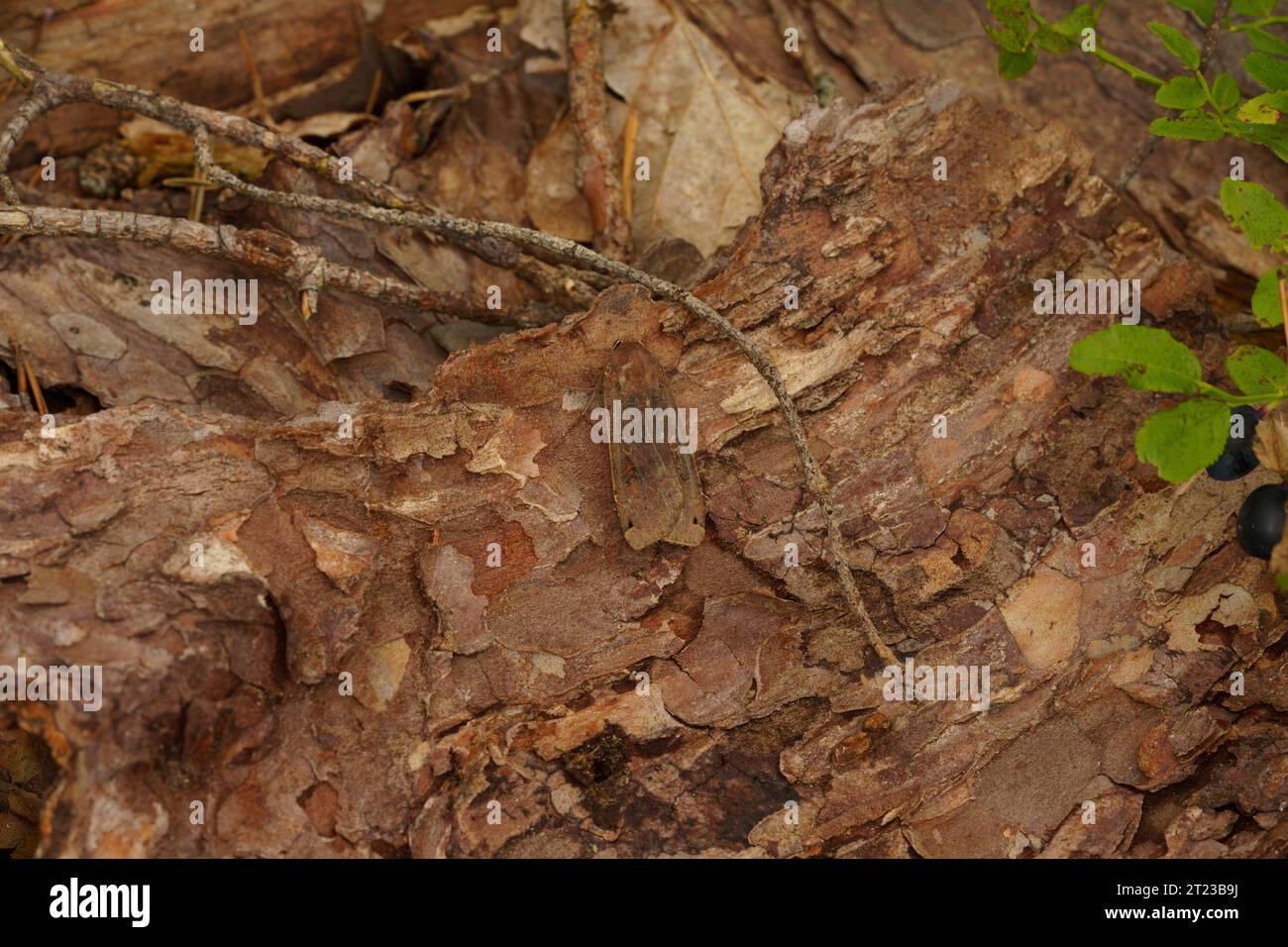 Noctua pronuba Familie Noctuidae Gattung Noctua große gelbe Unterflügelmotte wilde Natur Insektenfotografie, Bild, Tapete Stockfoto