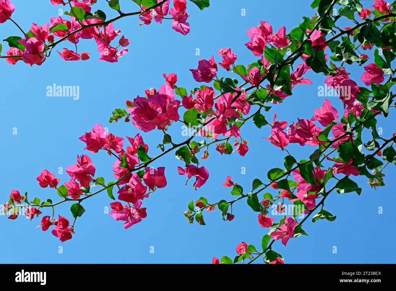 Hübsche Bougainvillea-Blumen - rosa vor blauem Himmel. 2023 Stockfoto