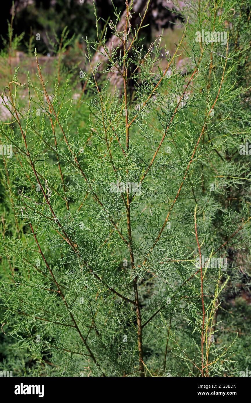 Nahaufnahme von Tamarisken-Zweigen. (Tamarix oder Salzzeder) Tamaricaceae. Stockfoto