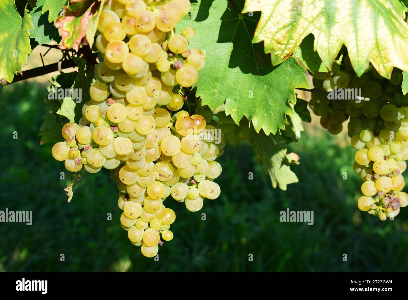 Ein Bündel reifer, gelbweißer Weintrauben in einem Weinberg zur Herbsternte Stockfoto