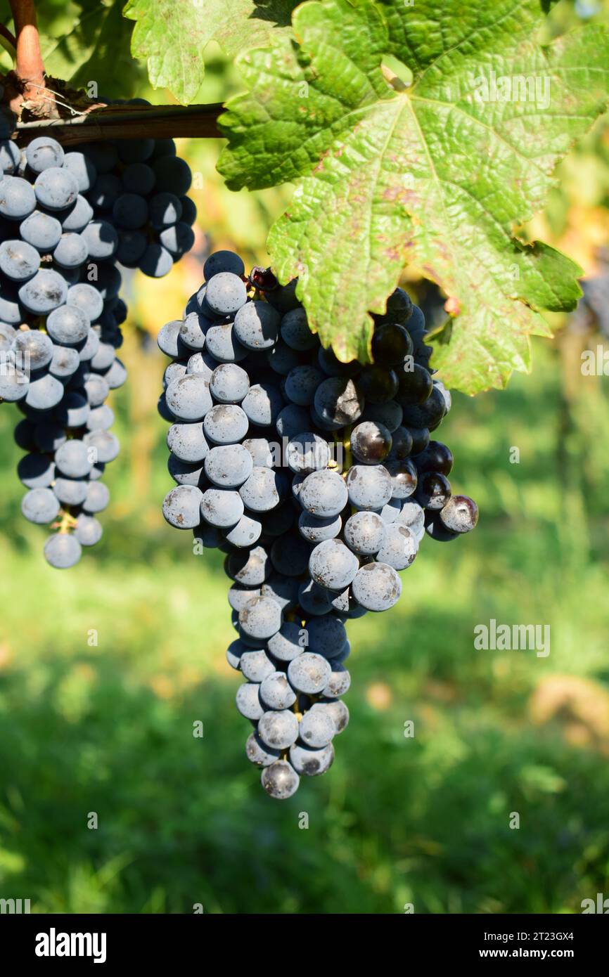 Dunkel reife Weintrauben in einem Weinberg zur Herbsterntezeit Stockfoto