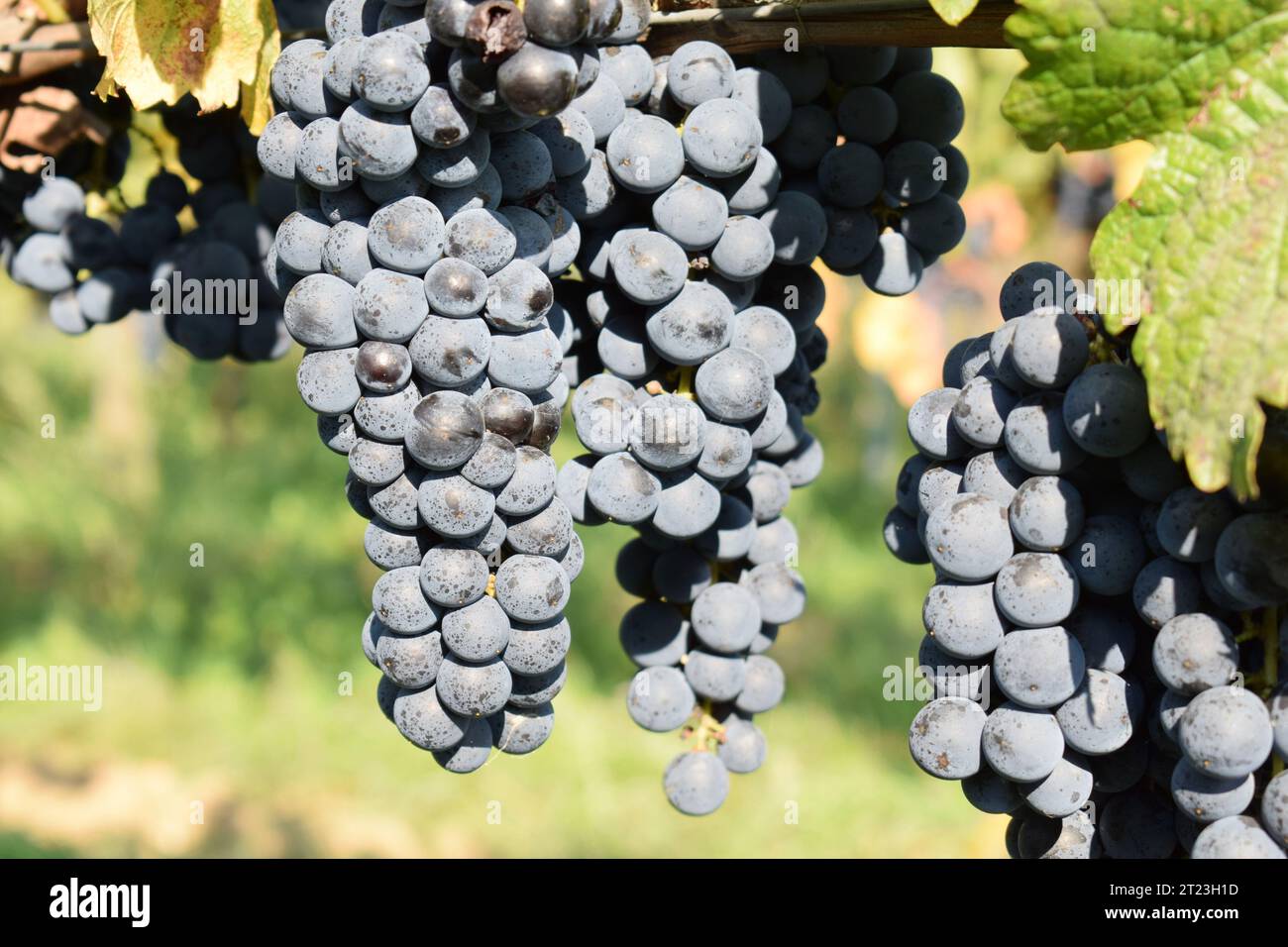 Dunkel reife Weintrauben in einem Weinberg zur Herbsterntezeit Stockfoto