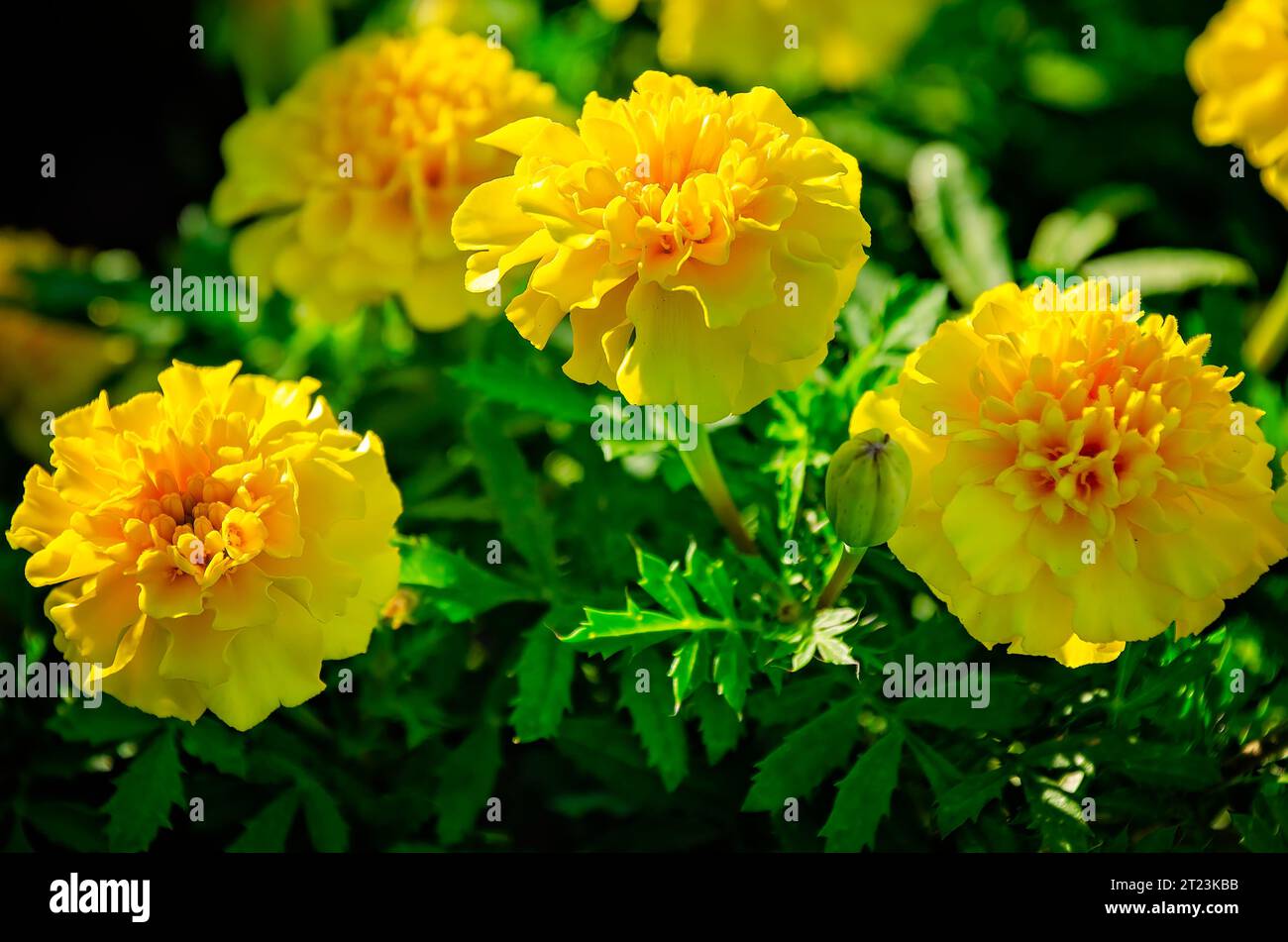 Afrikanische Ringelblumen (Tagetes erecta) blühen am 30. September 2023 im Cooper Riverside Park in Mobile, Alabama. Stockfoto