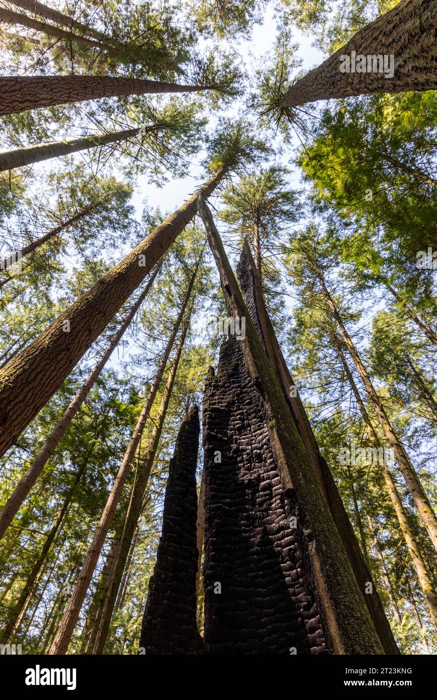 Überreste eines vom Blitz verbrannten Baumes inmitten lebender immergrüner Bäume mit Blick zum blauen Himmel im Pacific Spirit Park Forest in Vancouver, Kanada. Stockfoto