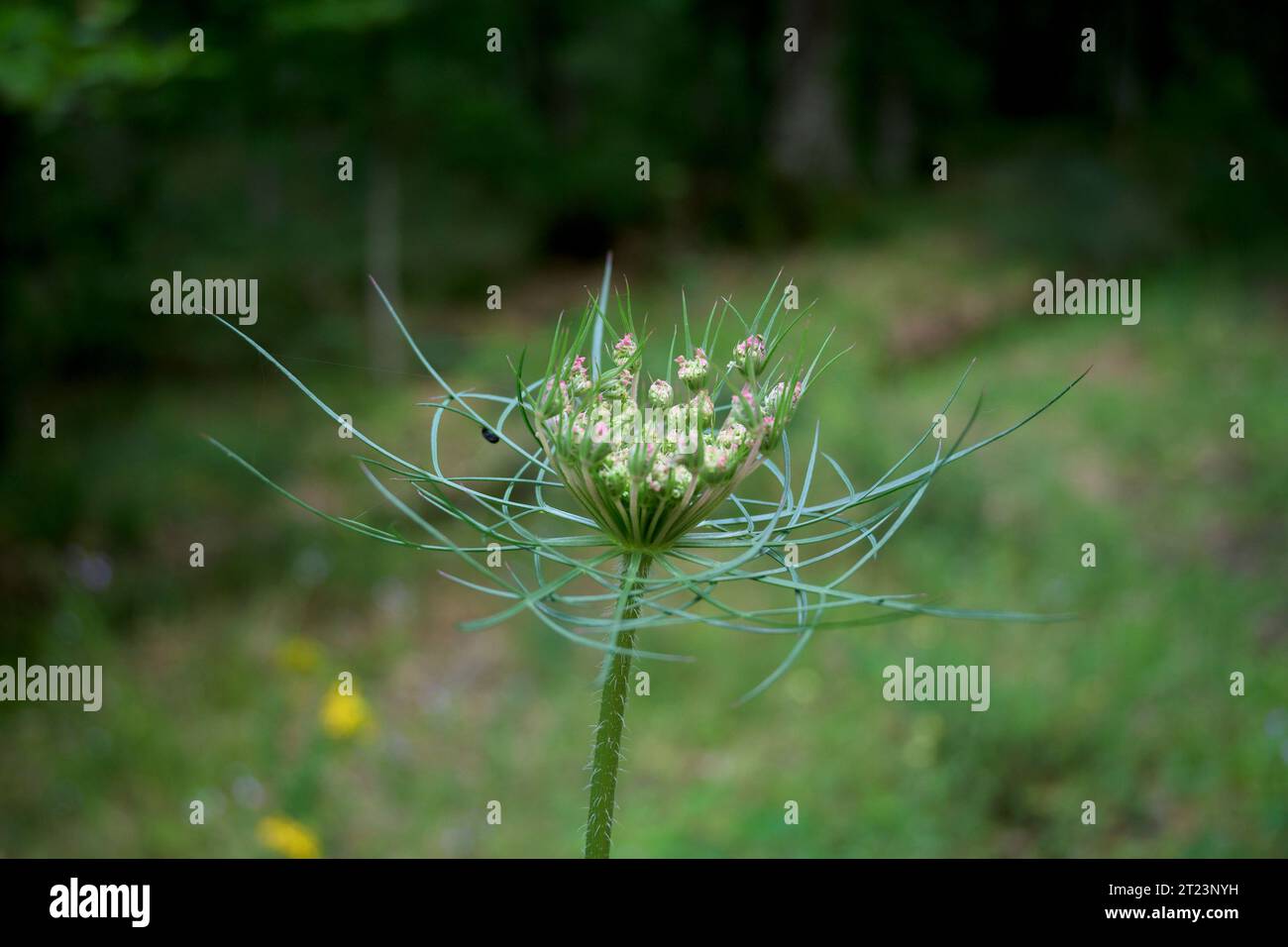 Asphodelus albus asphodel Blume geschlossen ohne Blüte mit dunklem Hintergrund Stockfoto