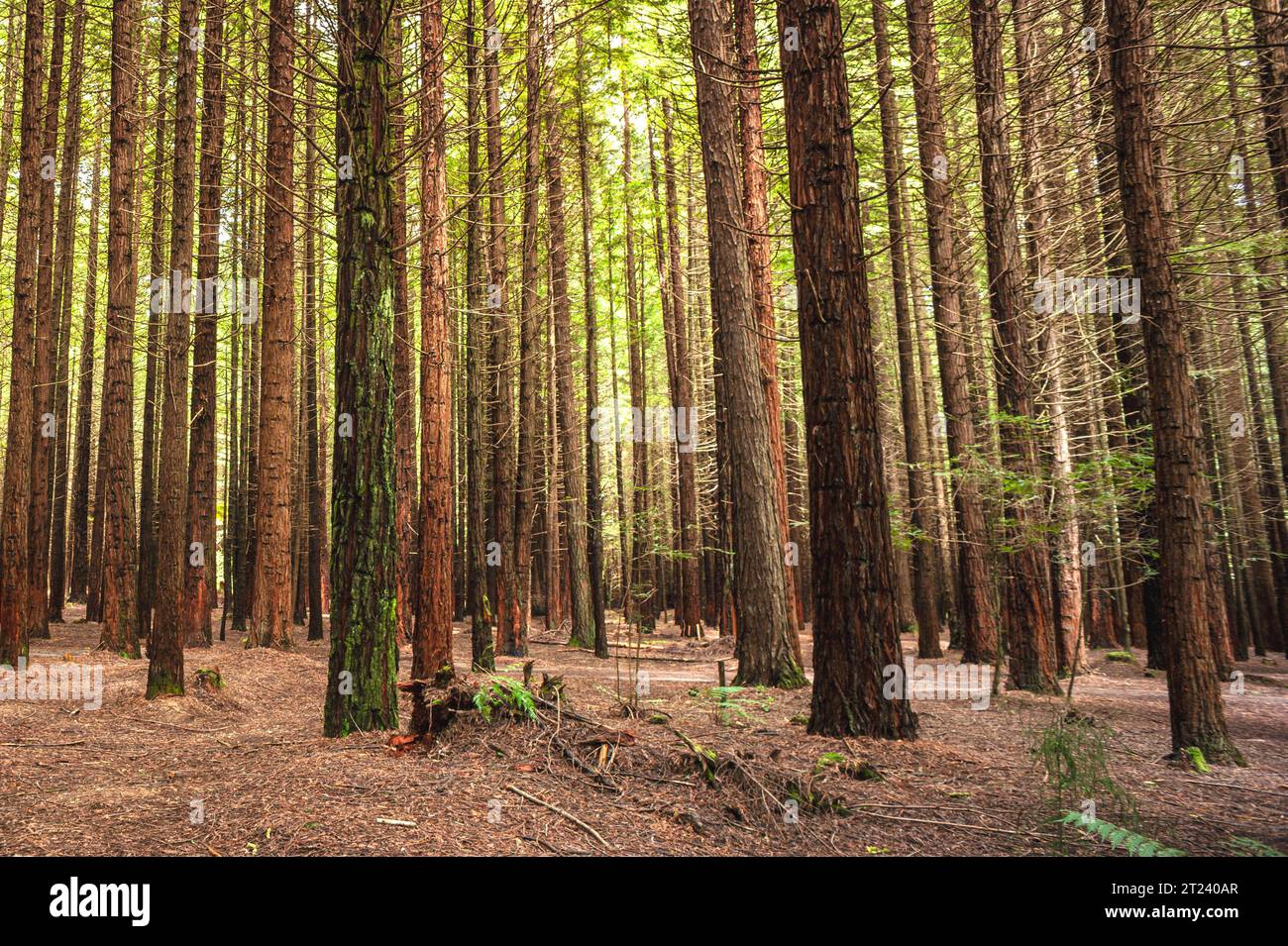 Redwood Forest, Rotorua, Nordinsel, Neuseeland Stockfoto