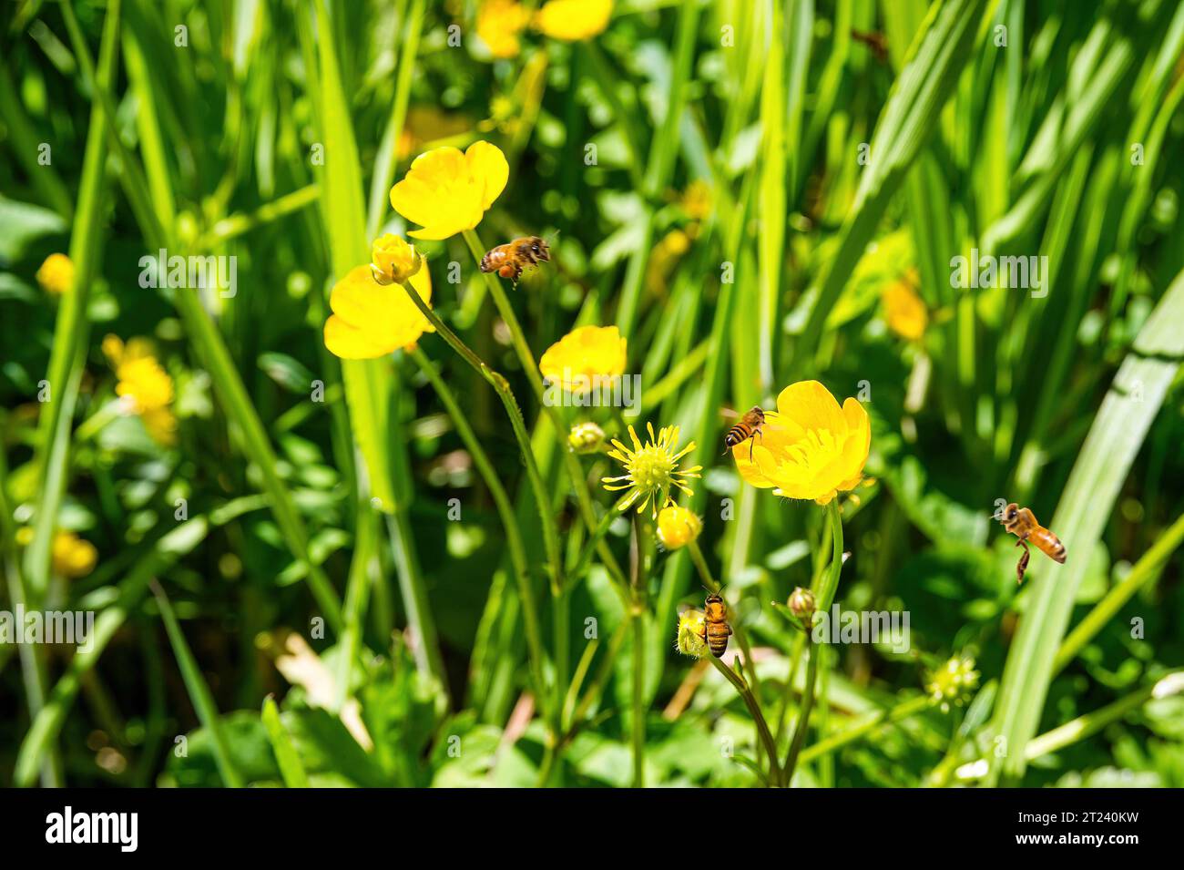 Honigbienen sammeln Pollen aus Wildblumen Stockfoto