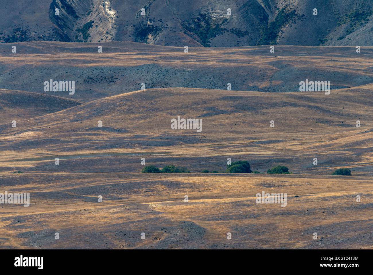 Tussock Plain, McKenzie District, Canterbury, South Island, Neuseeland Stockfoto