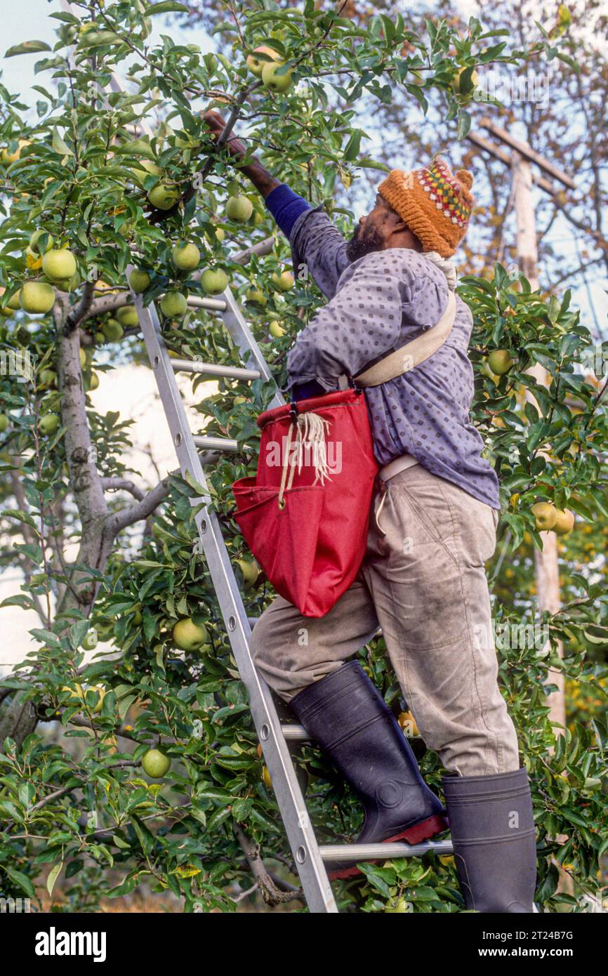 Mann pflückt Äpfel auf einem Apfelgarten Stockfoto