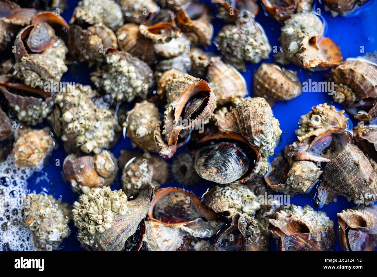 Sea Shell in the Tank, Hintergründe und Tapeten in der Küche und Verkauf von Meeresfrüchten. Tatsächliche Bilder bei Dekorationsideen Stockfoto