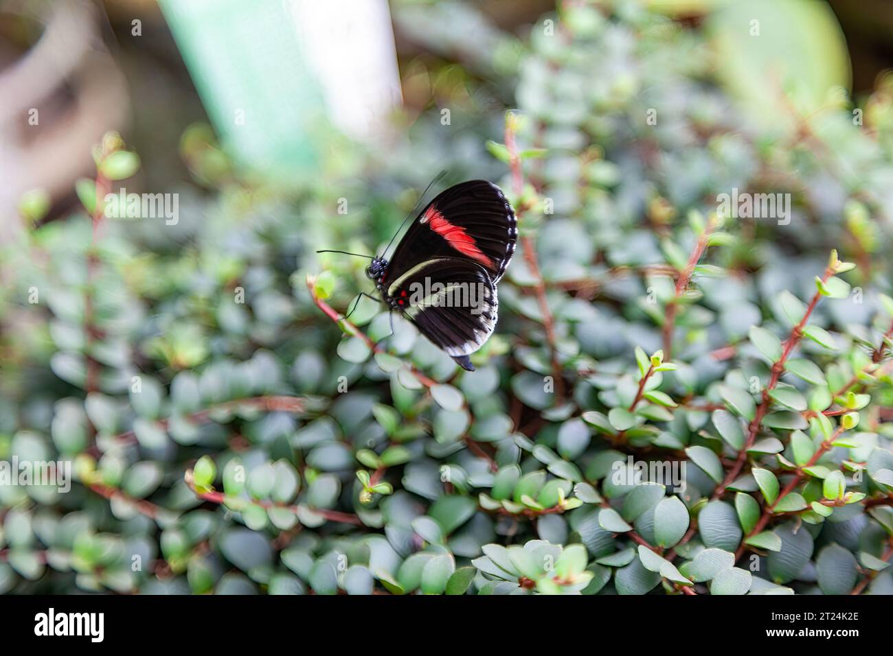 Heliconius erato cyrbia-Schmetterling. Er ist auch bekannt als der kleine Postbote, der rote Passionsblumenschmetterling oder der karmesinrote Langflügel. Stockfoto