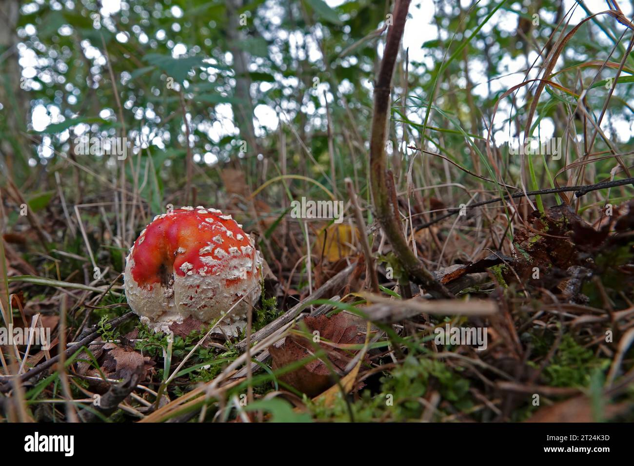 Nahaufnahme eines runden kugelförmigen, rot auftauchenden, hochgiftigen Fliegenpilzes, Amanita muscaria, auf dem Waldboden Stockfoto