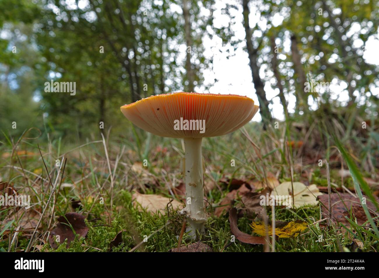 Nahaufnahme eines hochgiftigen Fliegenpilzes, Amanita muscaria, auf dem Waldboden Stockfoto