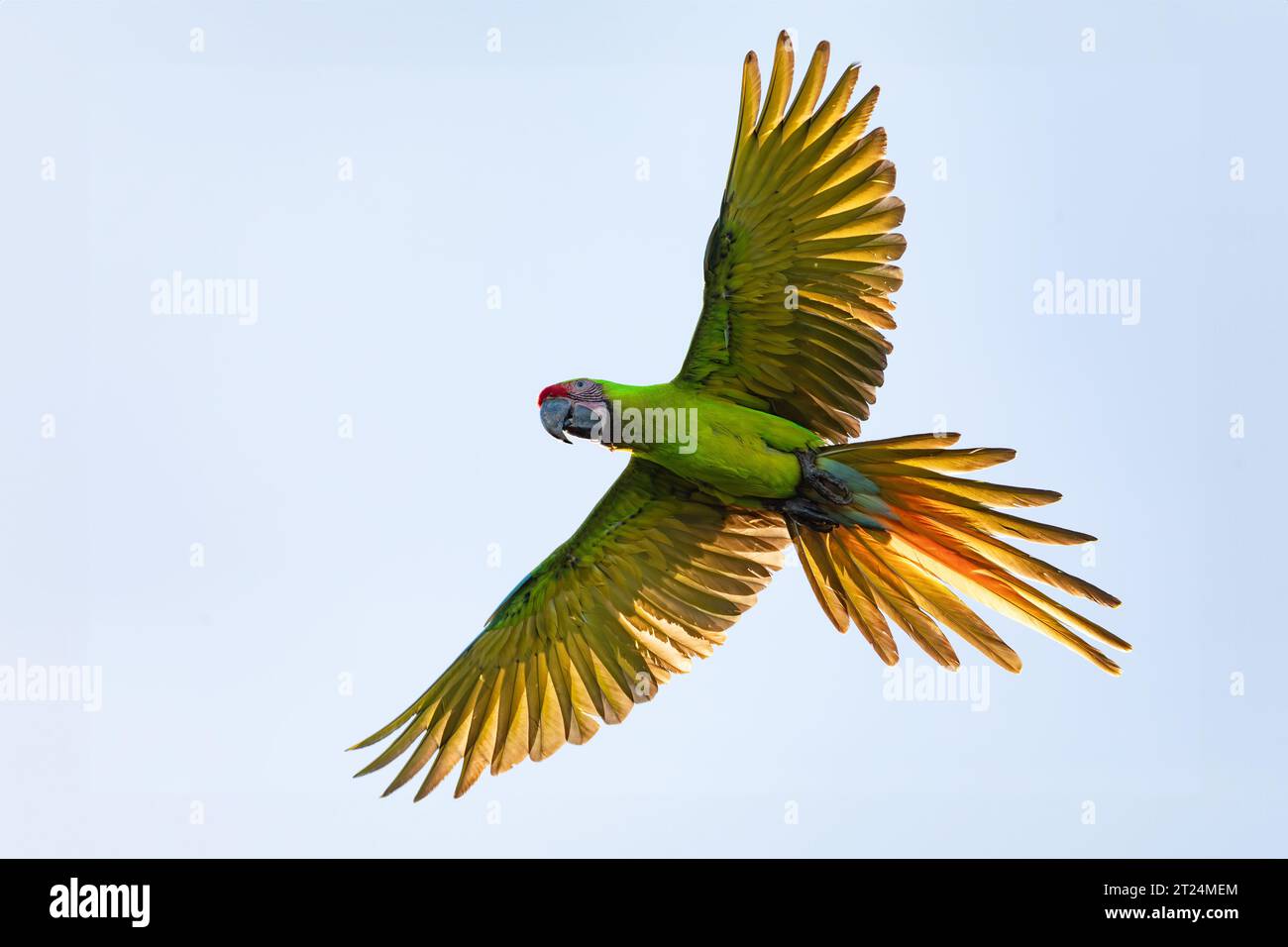 Flying Great Green Ara (Ara ambiguus), auch bekannt als Buffon's Ara oder der große Militärara. ARA ambiguus wird als kritisch gefährdet eingestuft. Bis Stockfoto