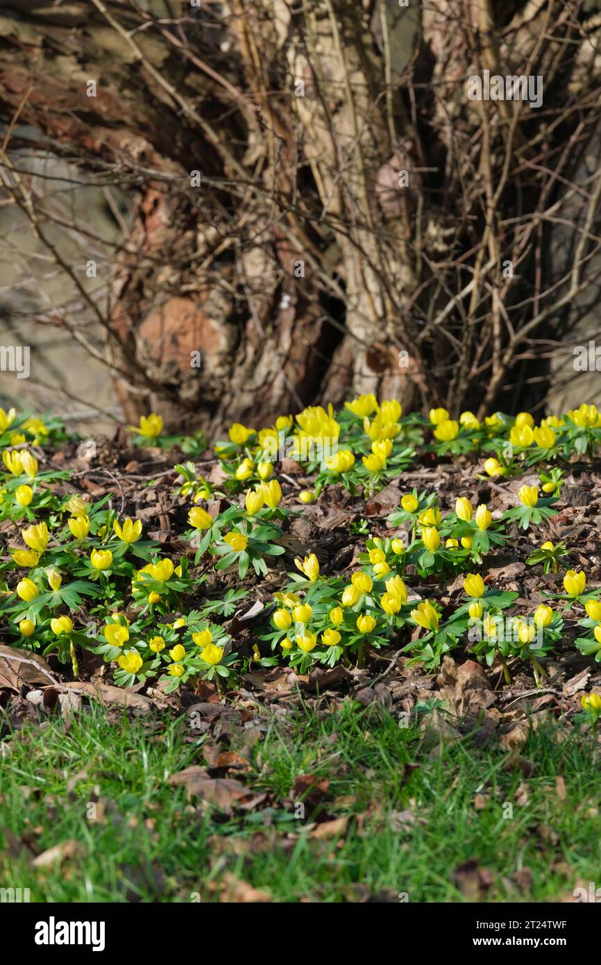 Winterakonit, Eranthis hyemalis, goldgelbe Blüten, mit charakteristischer grüner Rüsche, Anfang Februar. Stockfoto