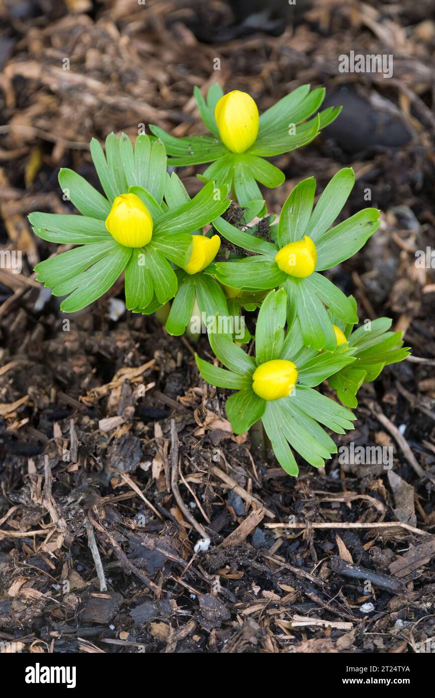 Winterakonit, Eranthis hyemalis, goldgelbe Blüten, mit charakteristischer grüner Rüsche, Anfang Februar. Stockfoto