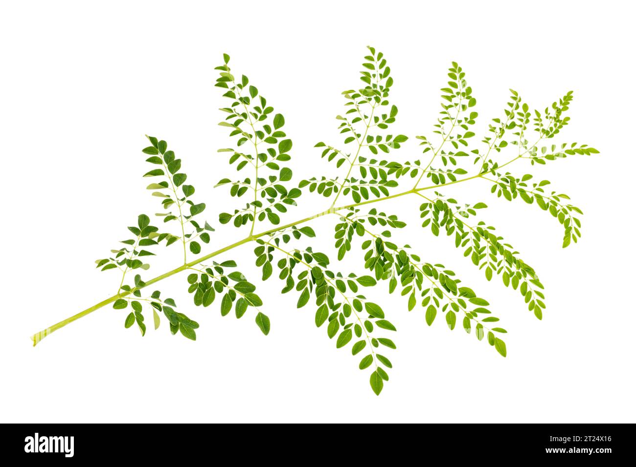 Moringa frische grüne Blätter isoliert auf weißem Hintergrund Stockfoto