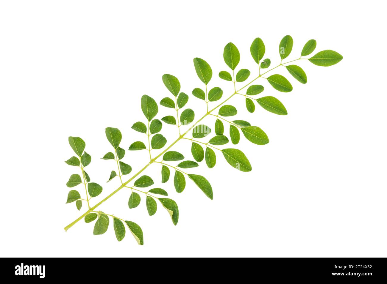 Flache Lagen frischer grüner Moringa-Blätter, isoliert auf weißem Hintergrund. Stockfoto